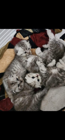 sotlandskie-vislouxie-kotiata-malciki-big-2