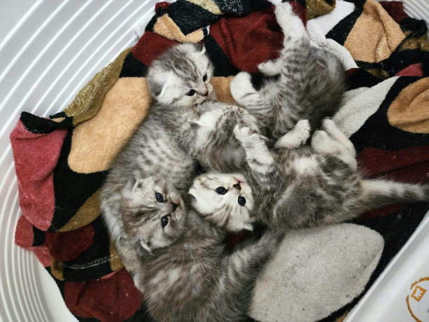 sotlandskie-vislouxie-kotiata-malciki-big-1