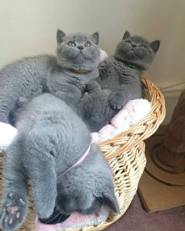 bhk-britanskie-korotkoserstnye-kotiata-big-1