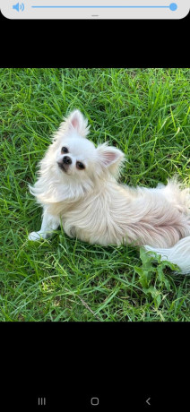 prodam-shhenkov-cixuaxua-big-3