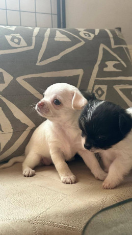 prodam-shhenkov-cixuaxua-big-2