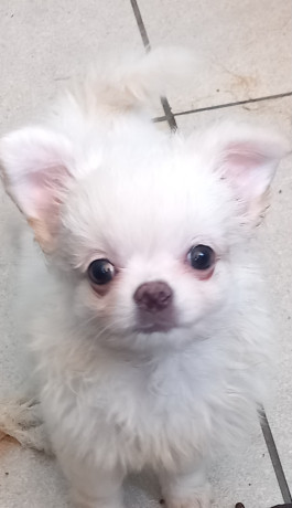 prodam-shhenkov-cixuaxua-big-0