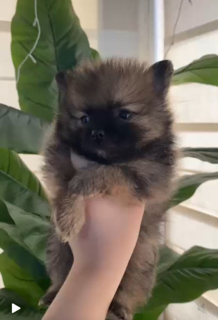 pomeranskii-spic-big-2